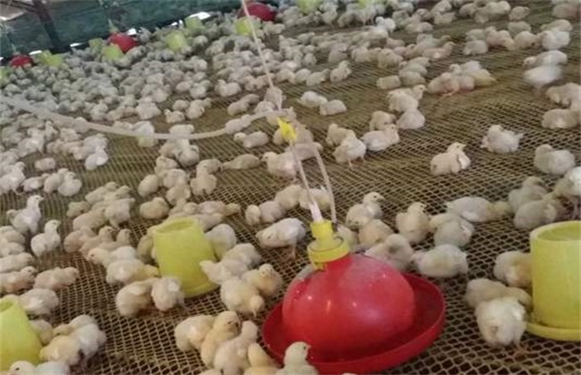 The harm of chicks eating too early and too late