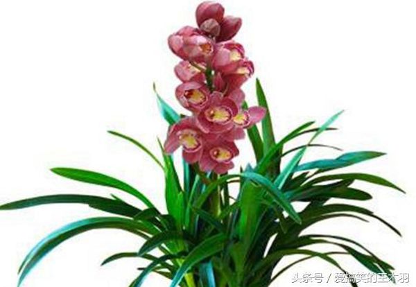 Orchids are cultivated skillfully in winter, and it is easy to burst in the coming year.