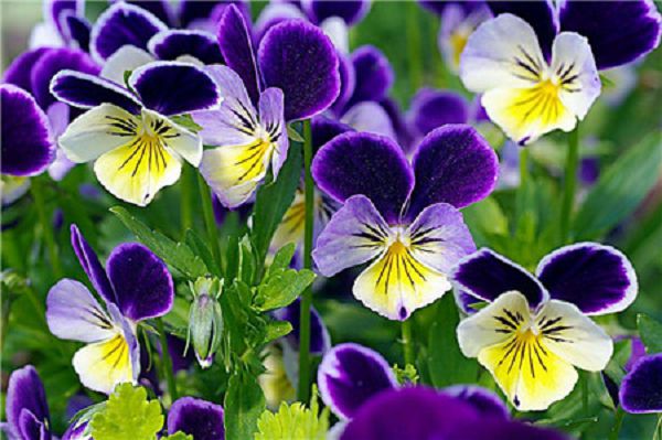 Ranking of flowers with a long flowering period