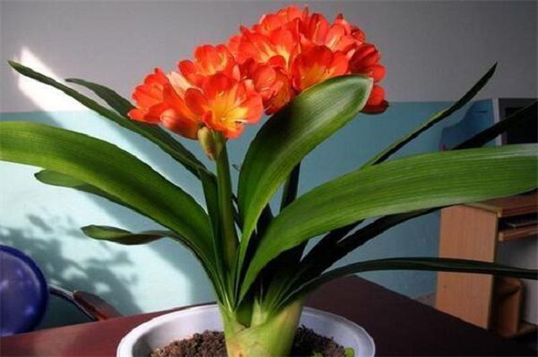 Six tricks to make the orchid blossom, pay attention to control the temperature and light