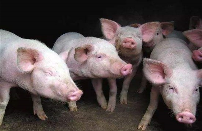 Five common misunderstandings in pig feed preparation