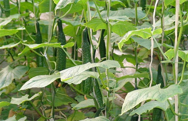 Time and method of picking leaves of cucumber