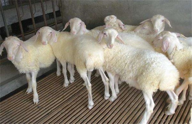 Five methods of raising sheep scientifically