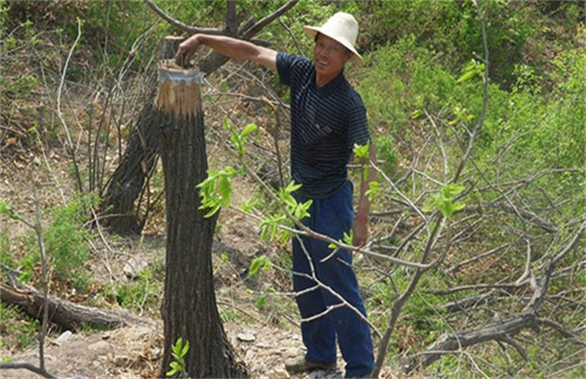 Winter shearing technique of Chinese Chestnut