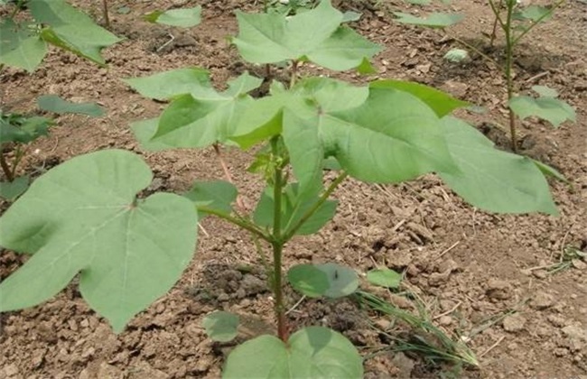 How to prevent tall Cotton Seedling