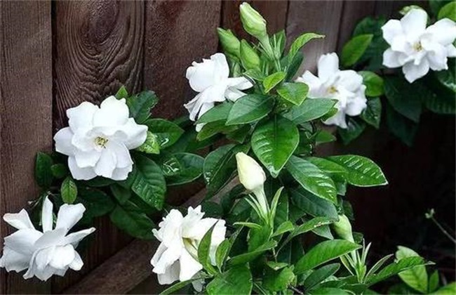 How does gardenia winter?