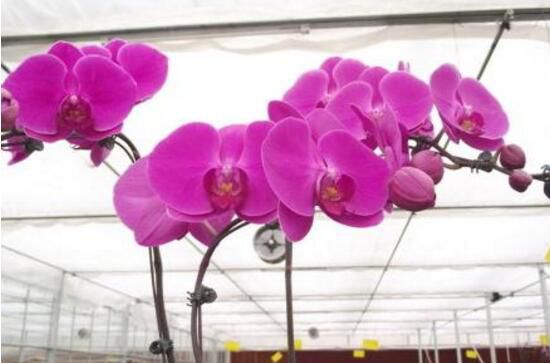 How to deal with butterfly orchids after thanks? the simplest method of raising Phalaenopsis at home.