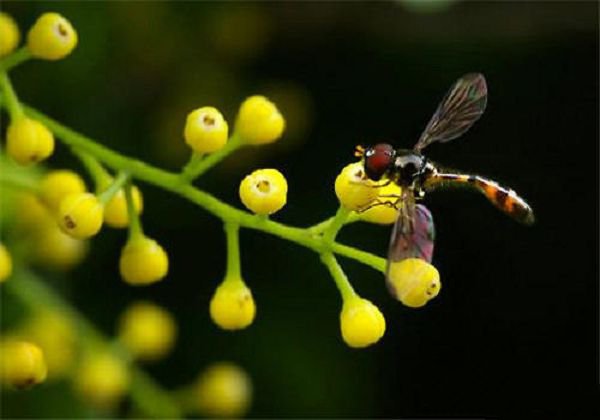 Don't neglect to fertilize flowers in hot summer