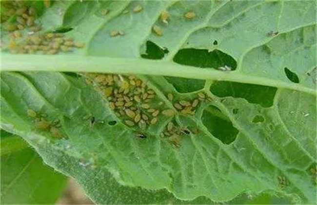 Pollution-free control techniques of vegetable aphids