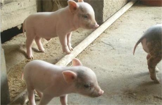 What are the advantages of feeding piglets to teach trough materials