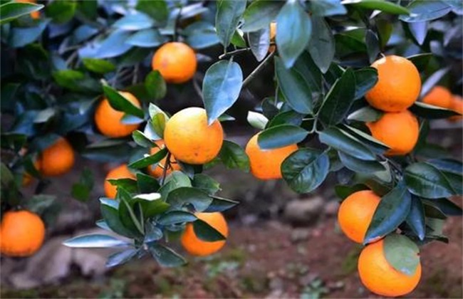 Matters needing attention in citrus harvest