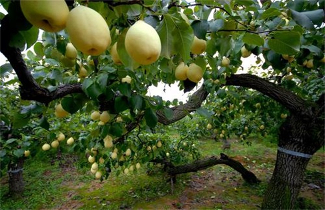 How to manage pear trees in autumn