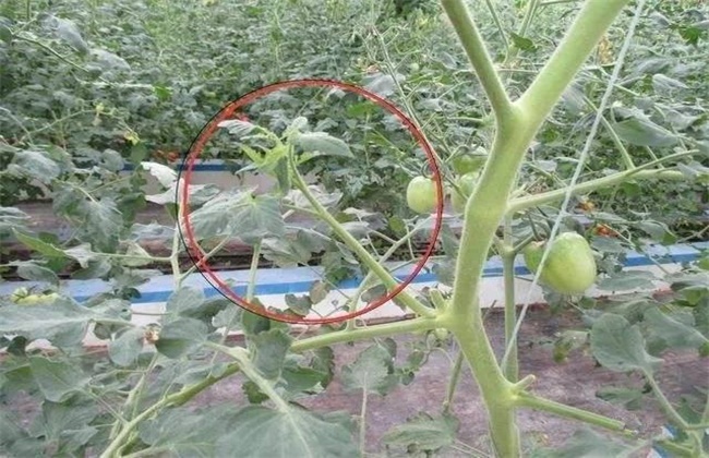 Points for attention in thinning side branches of Tomato