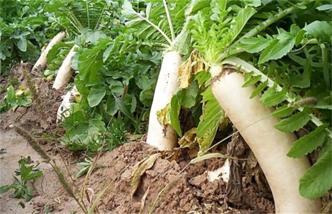 Fertilization method of autumn radish