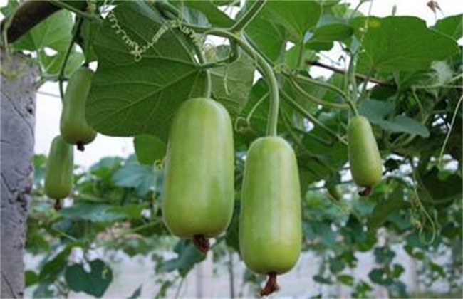 Planting techniques of Pumpkin