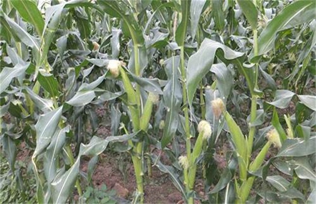 What happened to the abnormal grain filling of corn?