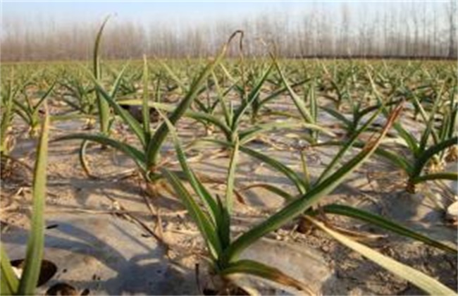 Field management techniques of garlic in winter