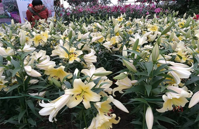 What is the reason why lilies do not blossom?