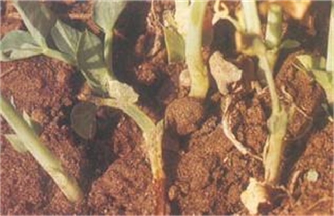 Control methods of pea base rot