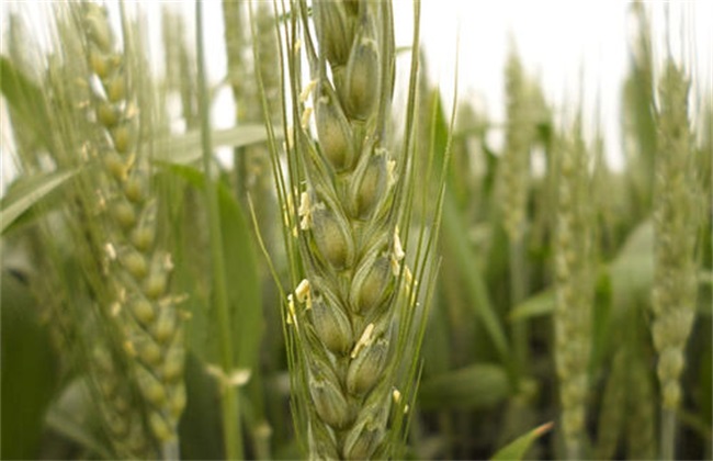 Why wheat has ears and no grains