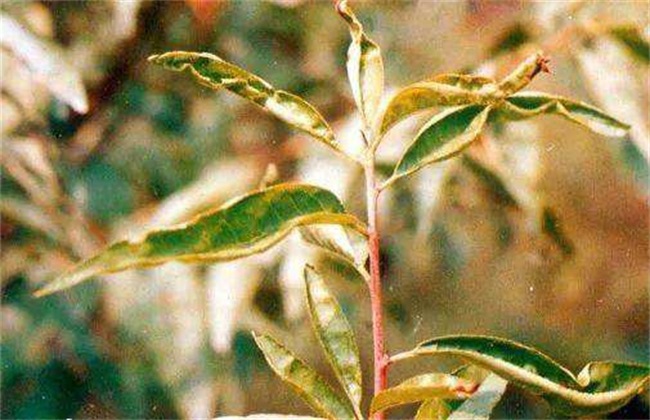 What are the symptoms of potassium deficiency in peach trees