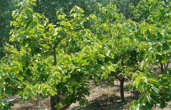 High grafting and head-changing Technology of Pear trees