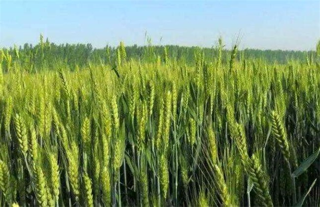 Reasons for low yield of spring wheat