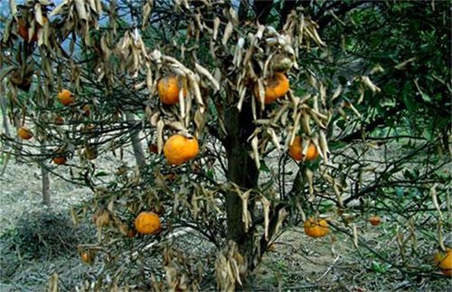 How to deal with Citrus trees after Frost injury