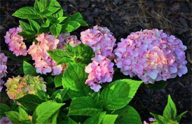 The reason why Hydrangea does not blossom only with long leaves