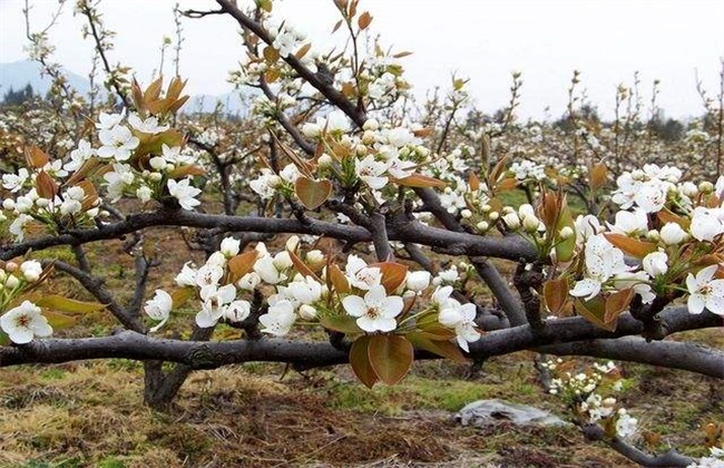 How to sparse flowers and fruits in pear trees