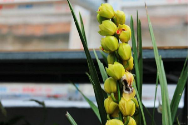 Cymbidium can bloom for a few days