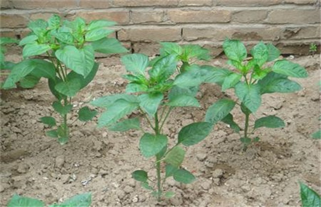 Control measures of Common physiological Diseases in vegetable Seedling stage