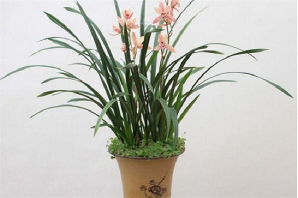 The method of raising orchids with aspirin and the amount of aspirin raising orchids