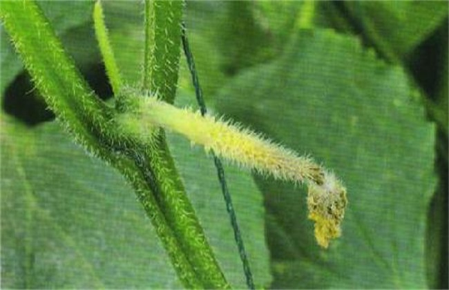 What happened to the cucumber in the greenhouse?