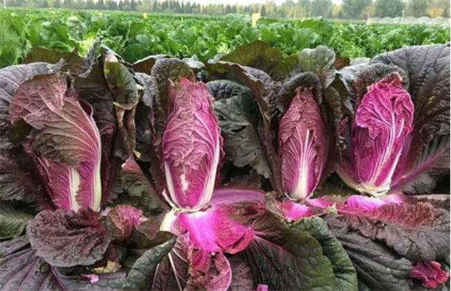 How to grow purple cabbage