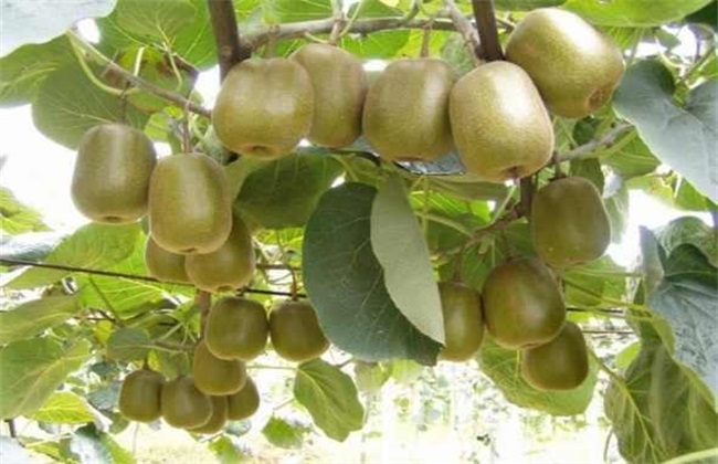 Prevention and control measures of kiwifruit in large and small years