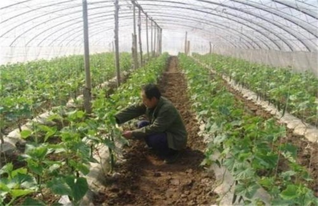 Solution to the death of vegetable seedlings in greenhouse