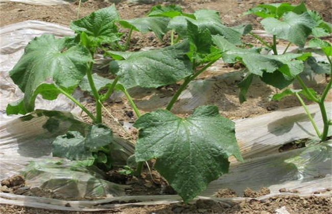 Dead cucumber seedlings. What's going on?