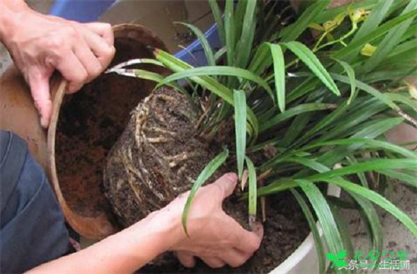 Orchids move basin precautions, do not water at will, otherwise it will die