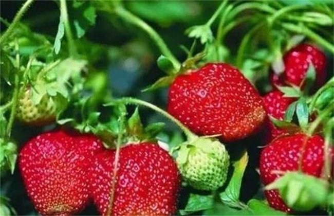 Five factors affecting the expansion of strawberry fruit