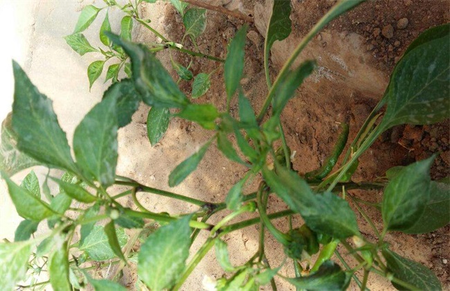 What is the cause of dead pepper seedlings?