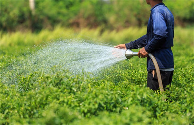 How to irrigate chili in winter