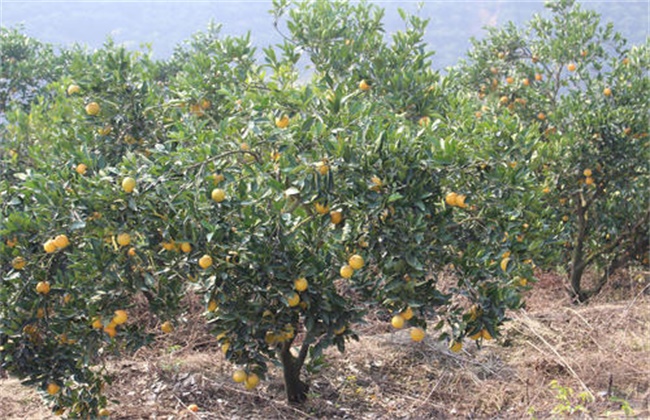 High-yield Management techniques of Bingtang Orange