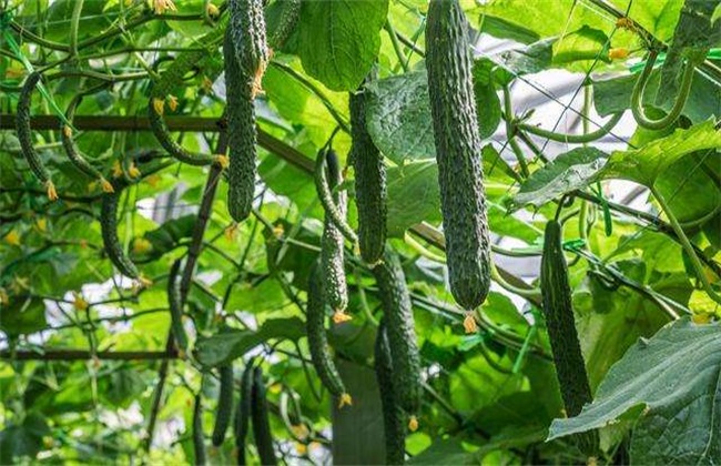 Technique of Cucumber Retention in Greenhouse