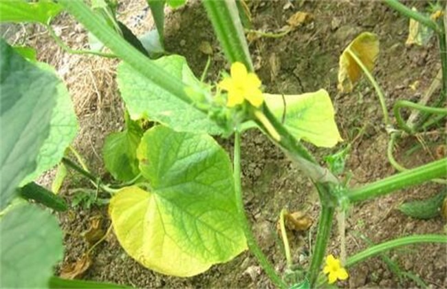 Causes and control methods of yellow leaves of leafy vegetables