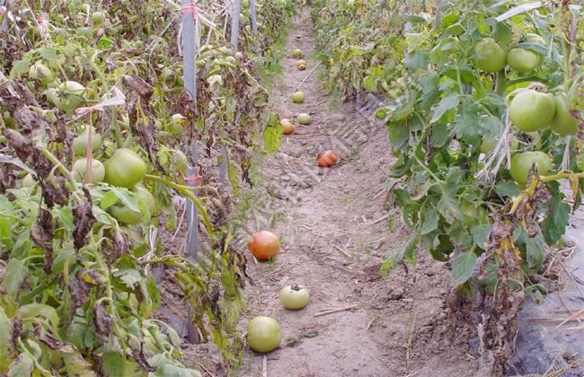 Preventive measures for Flower and Fruit drop of Tomato in greenhouse