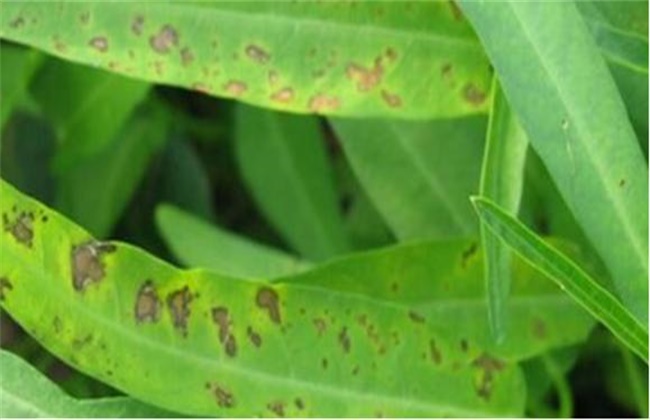 Control methods of anthracnose of hollow cabbage