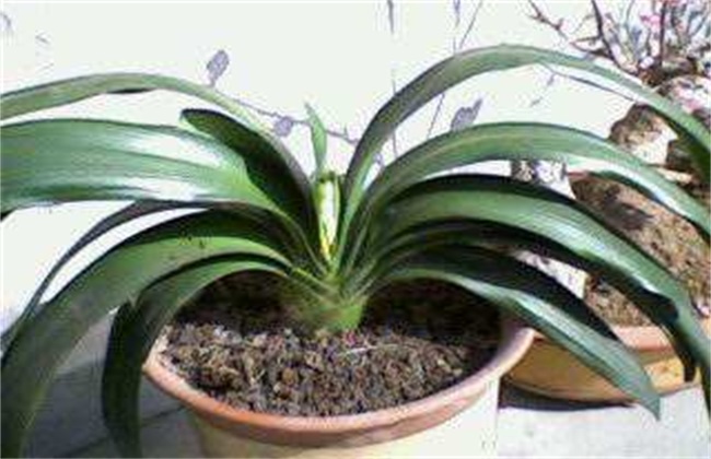 What is the reason for the drooping leaves of Cymbidium