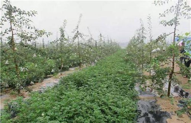 Causes and Control measures of continuous cropping Disease in Orchard