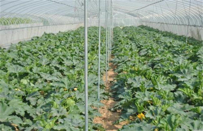 Matters needing attention in planting zucchini in greenhouse in early spring